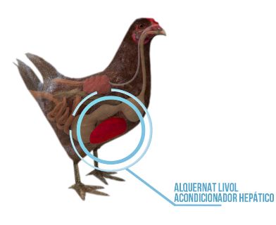 Alquernat Livol: essential for liver regeneration