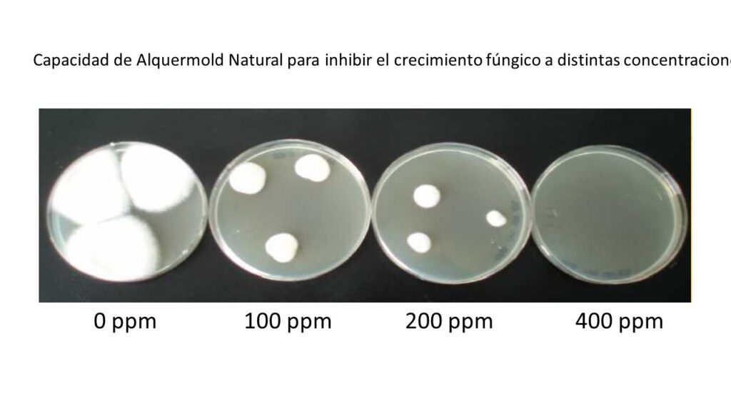 Capacity of Alquermold Natural to inhibit fungal growth at different concentrations