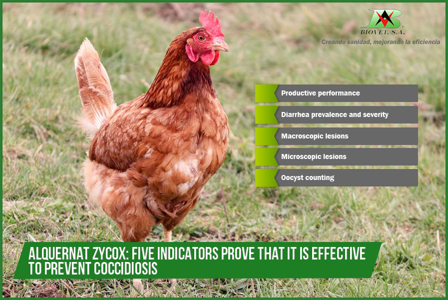 Alquernat Zycox: five indicators prove that it is effective to prevent coccidiosis 