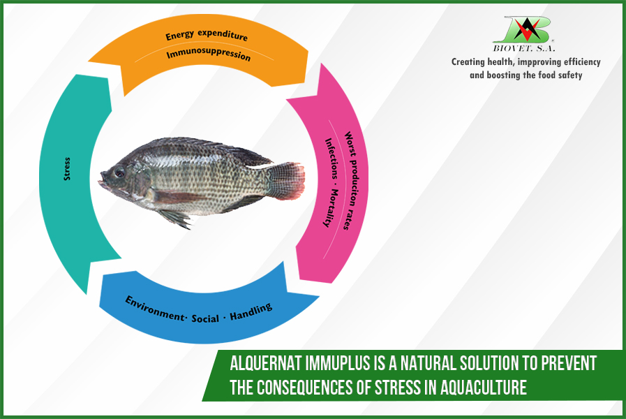Alquernat Immuplus is a natural solution to prevent the consequences of stress in aquaculture