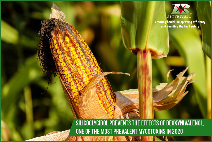 Silicoglycidol prevents the effects of deoxynivalenol, one of the most prevalent mycotoxins in 2020