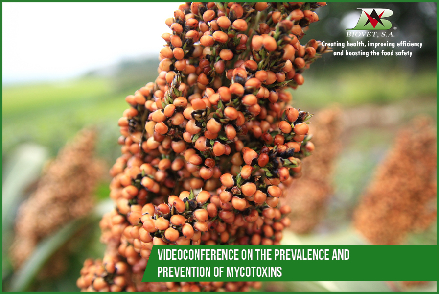 Videoconference on the prevalence and prevention of mycotoxins in the countries of the Commonwealth of Independent States (CIS)