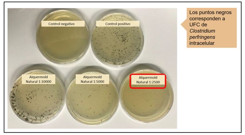 Resultados en placa de cultivo de Alquermold Natural frente Clostridium