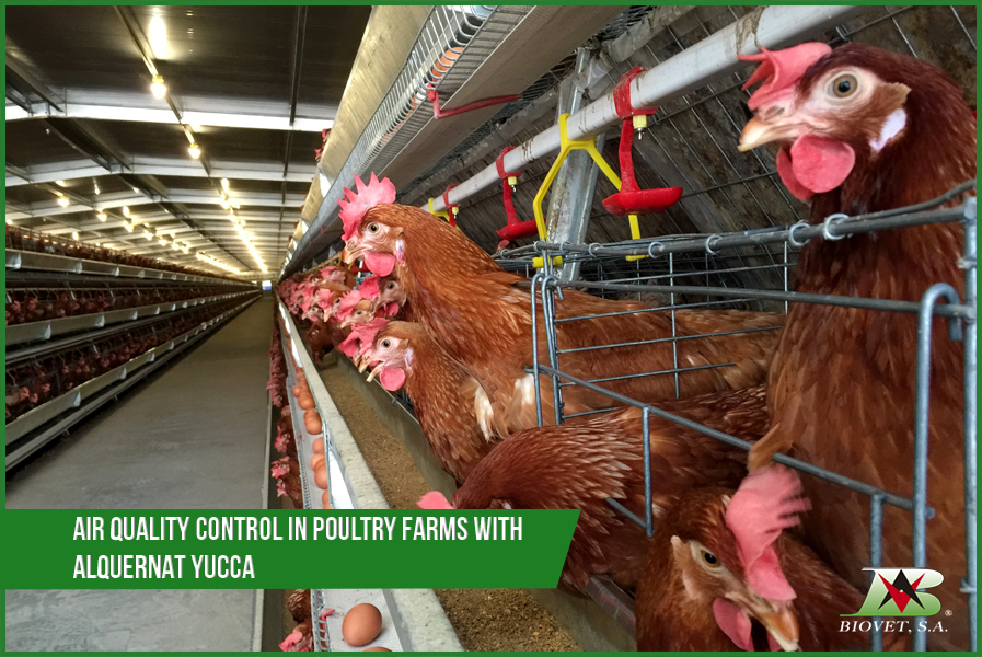 Air quality control in poultry farms with Alquernat Yucca