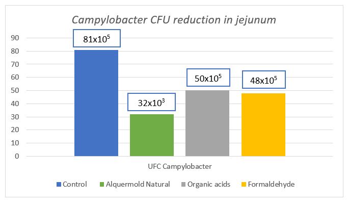 Campylobacter CFU reduction in jejunum