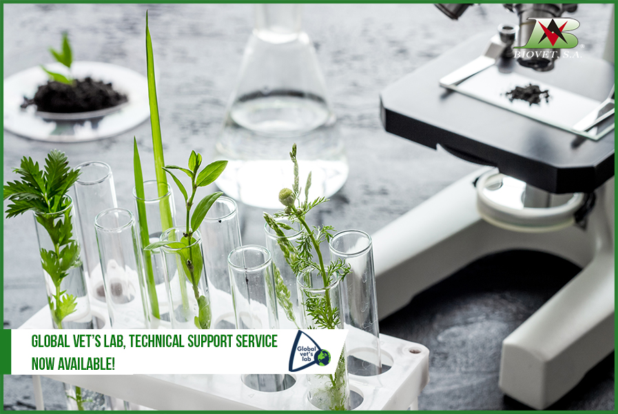 Global Vet’s Lab, technical support service now available!