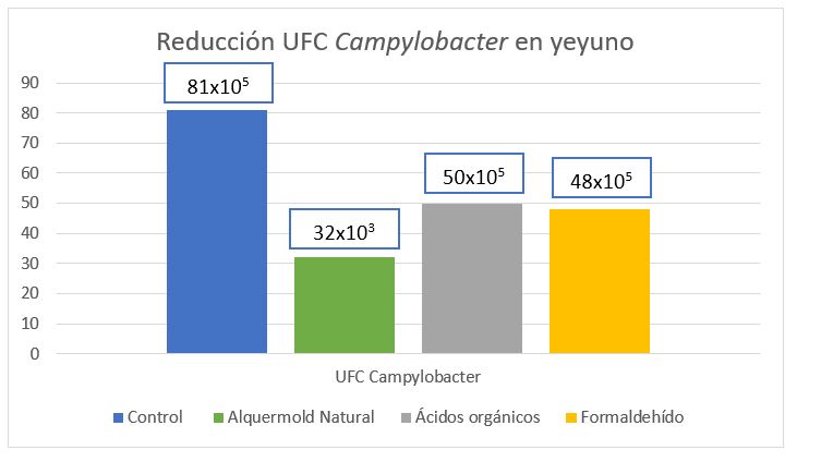 Reducción UFC Campylobacter en yeyuno