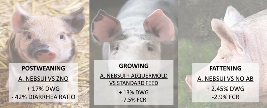 Improvement of the efficiency of pig production