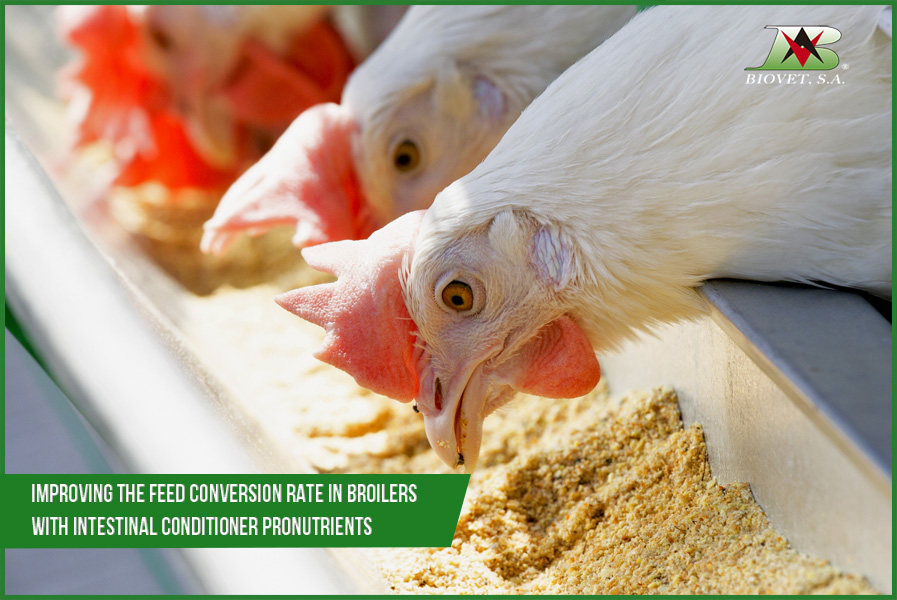 Improving the feed conversion rate in broilers with intestinal conditioner pronutrients