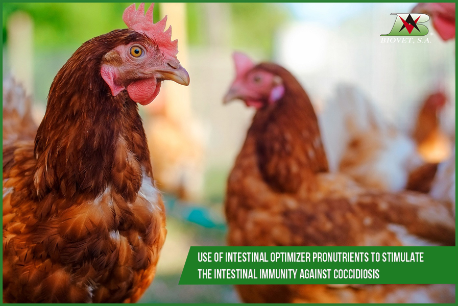 Use of intestinal optimizer pronutrients to stimulate the intestinal immunity against coccidiosis