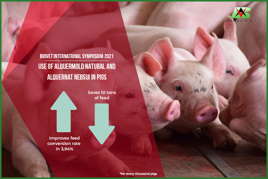 Mycotoxin binders and pronutrients in pig production, lead the Biovet International Symposium 2021