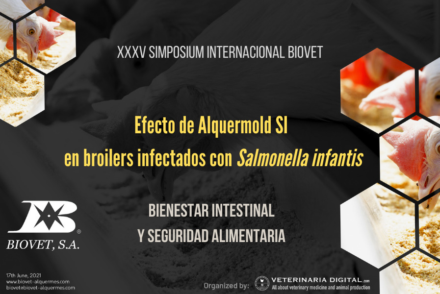 Efecto de Alquermold SI en broilers infectados con Salmonella infantis
