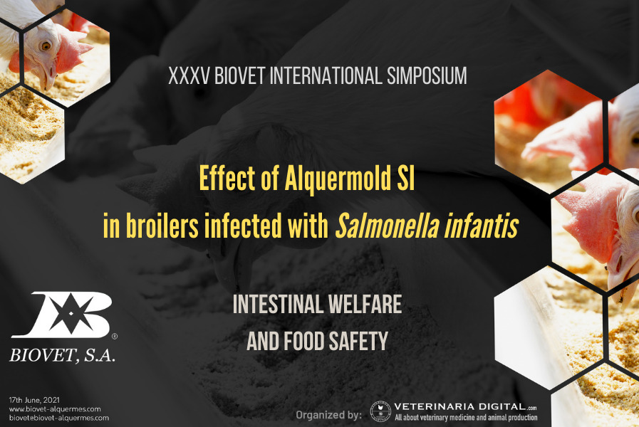 Effect of Alquermold SI in broilers infected with Salmonella infantis