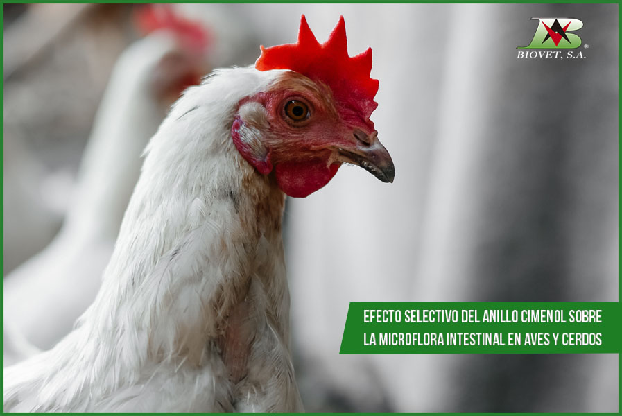 Efecto selectivo del anillo cimenol sobre la microflora intestinal en aves y cerdos