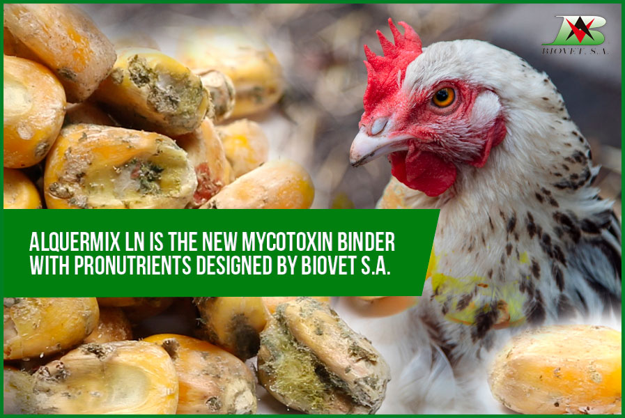 Alquermix LN is the new mycotoxin binder with pronutrients designed by Biovet S.A.
