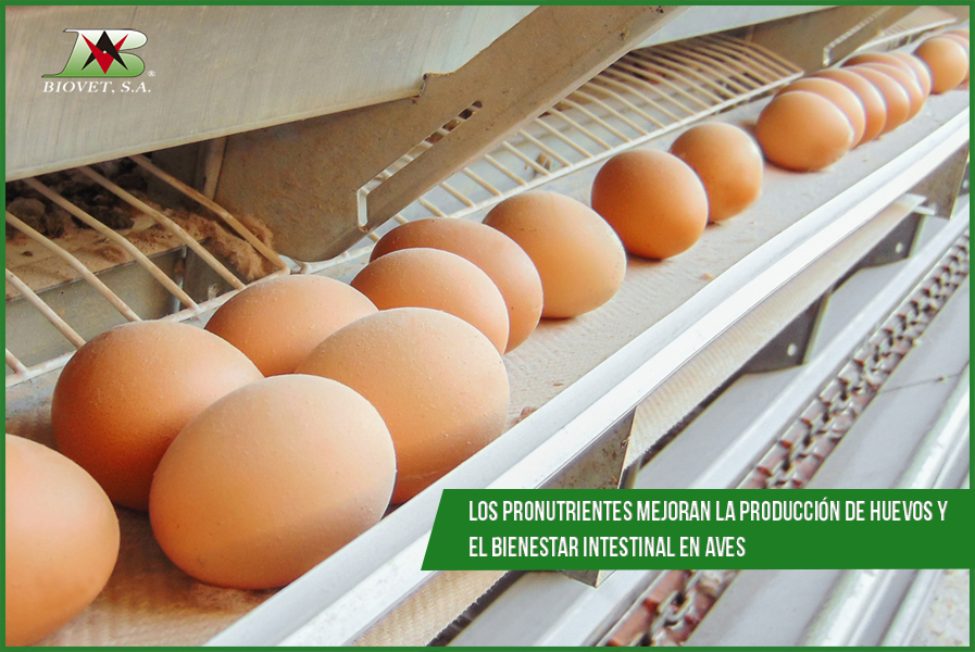 mejora-produccion-huevos-con-pronutrientes