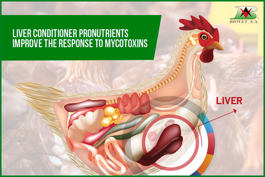 Liver conditioner pronutrients improve the response to mycotoxins