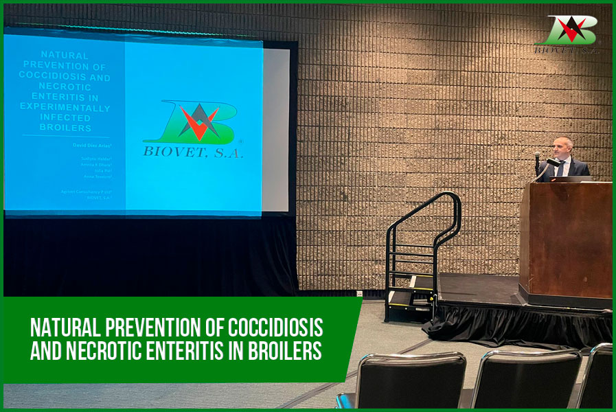 Natural prevention of coccidiosis and necrotic enteritis in broilers