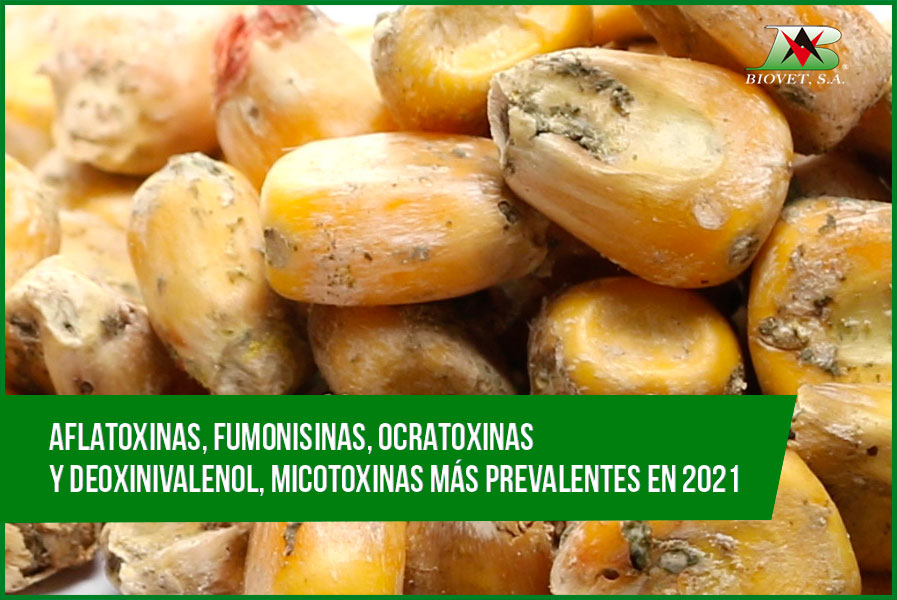 Aflatoxinas, fumonisinas, ocratoxinas y deoxinivalenol, micotoxinas más prevalentes en 2021