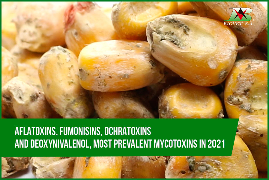 Aflatoxins, fumonisins, ochratoxins and deoxynivalenol, most prevalent mycotoxins in 2021 