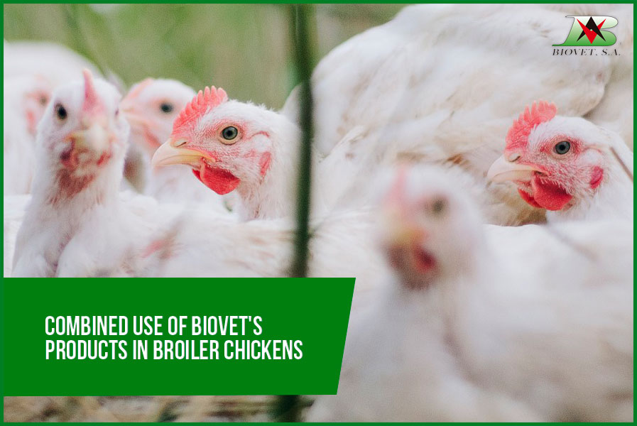 products in broiler chickens