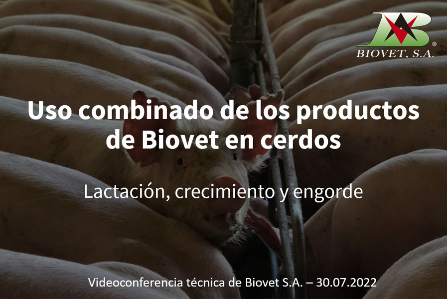 uso combinado de los productos de Biovet en cerdos
