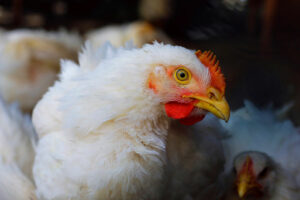 Eficacia de los pronutrientes optimizadores intestinales para controlar coccidiosis en pollos de engorde