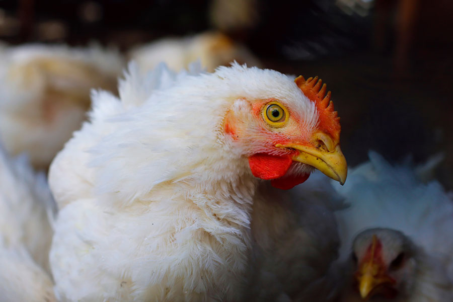 Eficacia de los pronutrientes optimizadores intestinales para controlar coccidiosis en pollos de engorde