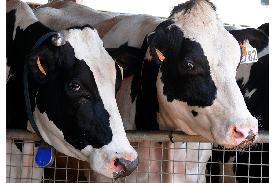 Suplementación en vacas lecheras con captador de micotoxinas para reducir la aflatoxina M1 en leche