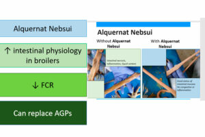 “Alquernat Nebsui as an alternative to AGP in broilers”, conference  at the 2018 PSA Annual Meeting