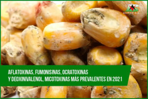 Aflatoxins, fumonisins, ochratoxins and deoxynivalenol, most prevalent mycotoxins in 2021