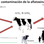 Alquerfeed Antitox para todas las especies y aptitudes productivas