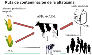 Alquerfeed Antitox para todas las especies y aptitudes productivas