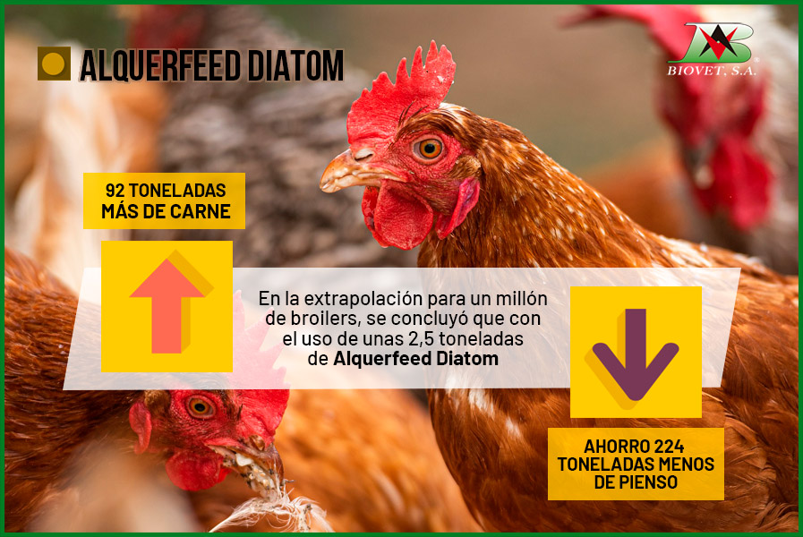 Alquerfeed Diatom to slow down intestinal transit in poultry production