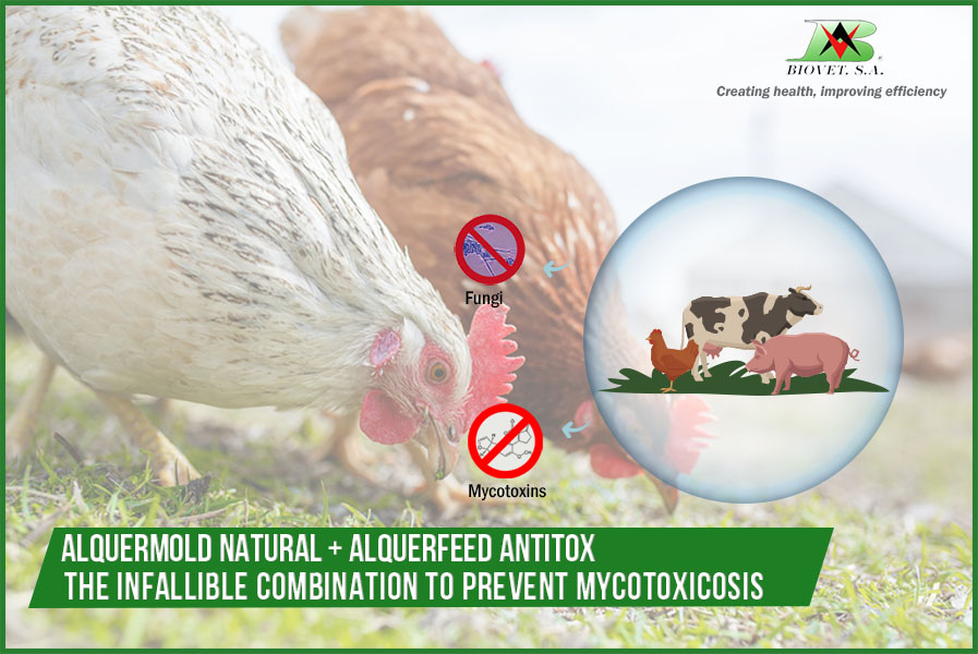 Alquermold Natrural and Alquerfeed Antitox: the infallible combination to prevent mycotoxicosis