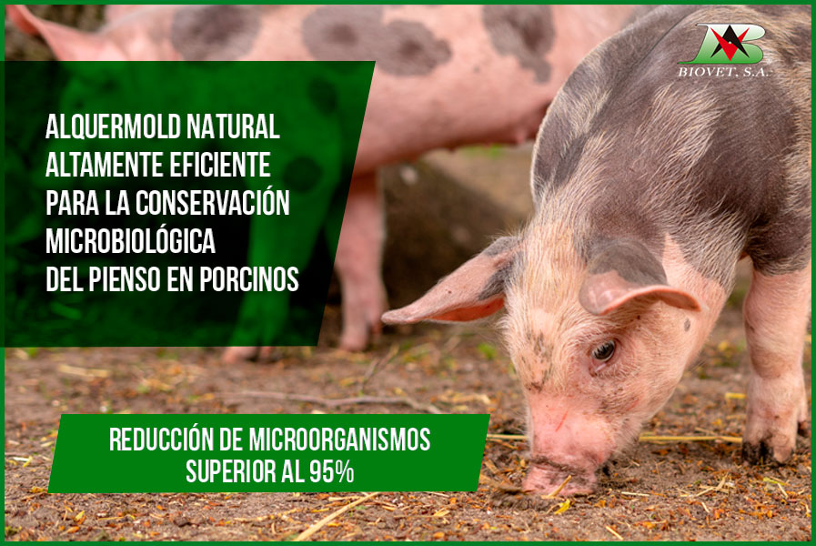 Alquermold Natural is highly efficient for the preservation of pig feed