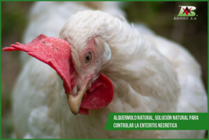 Alquermold Natural, natural solution to control necrotic enteritis