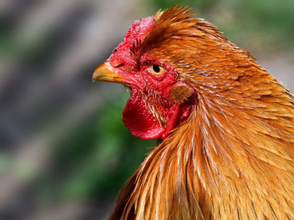 Alquernat Nebsui: apuesta segura para mejorar la rentabilidad del sector avícola