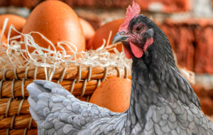 Colaboraciones con productores de la industria avícola de Panamá