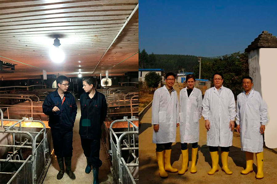 Technical visit in pig farms in China