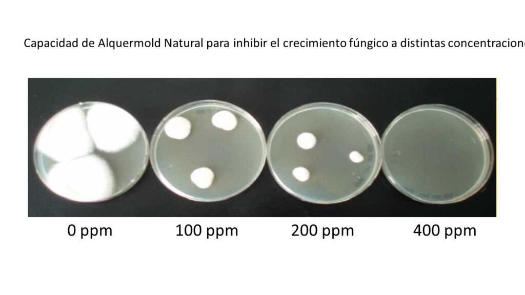Capacity of Alquermold Natural to inhibit fungal growth at different concentrations