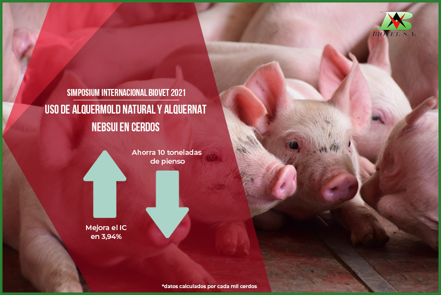 Captadores de micotoxinas y pronutrientes en producción porcina, protagonistas en el Simposium Biovet 2021