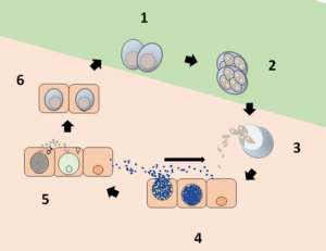 Alquernat Zycox como solución integral para el control de la coccidiosis