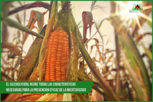 El Silicoglycidol reúne todas las características necesarias para la prevención eficaz de la micotoxicosis