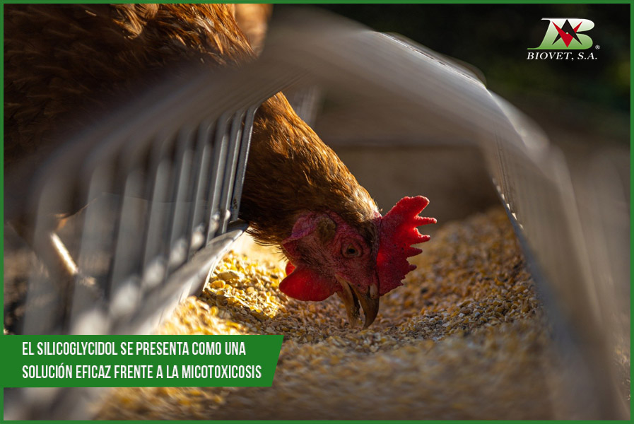 Silicoglycidol is presented as an effective solution against mycotoxicosis