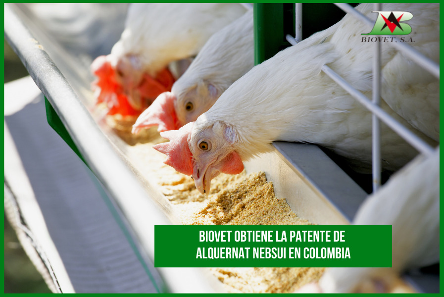 Biovet obtiene la patente de Alquernat Nebsui en Colombia