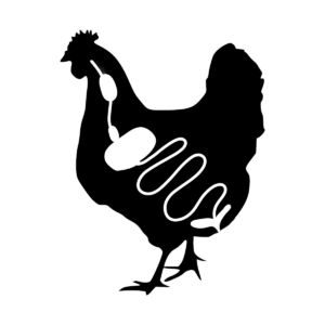 Alquernat Nebsui, clave en el mantenimiento de la salud intestinal