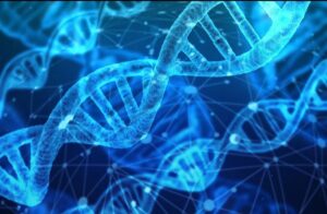 Identification of genes and tissue-specific proteins induced by Alquernat Immuplus