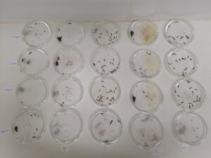 Alquerfeed Jacium, new repellent tested in Perú