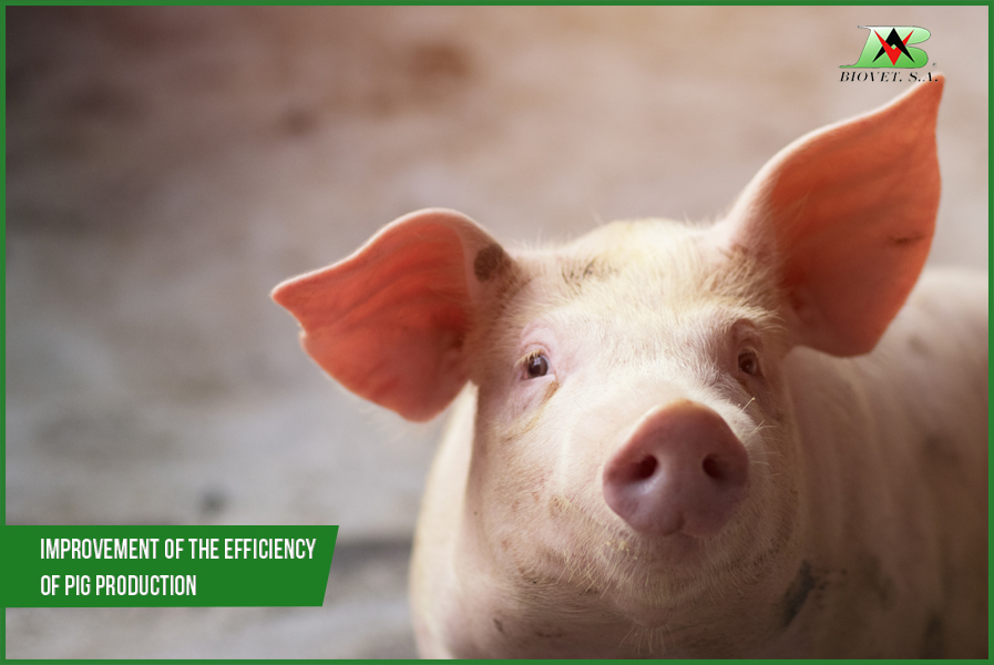 Improvement of the efficiency of pig production